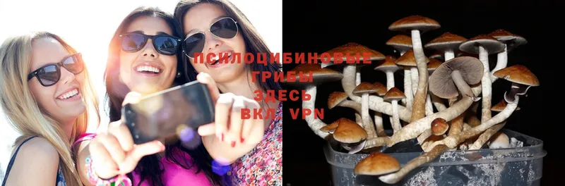 Галлюциногенные грибы Magic Shrooms  магазин продажи наркотиков  Поворино 